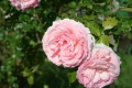 Eden Rose Rampicante